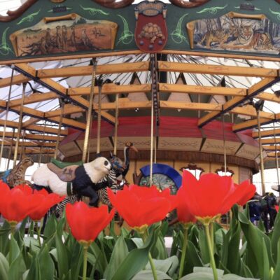 carousel and tulips